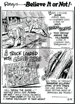 Ripley's Believe It or Not on Wednesday May 14, 2008 Comic Strip