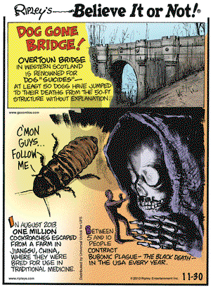 Ripley's Believe It or Not on Saturday November 30, 2013 Comic Strip