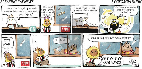 Breaking Cat News on Sunday July 23, 2017 Comic Strip