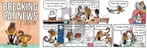Breaking Cat News on Sunday August 2, 2020 Comic Strip