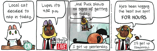 Breaking Cat News on Saturday July 25, 2020 Comic Strip
