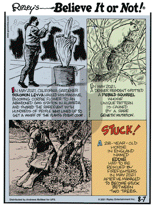 Ripley's Believe It or Not on Saturday August 7, 2021 Comic Strip