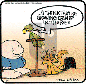 Ziggy on Saturday June 9, 2012 Comic Strip