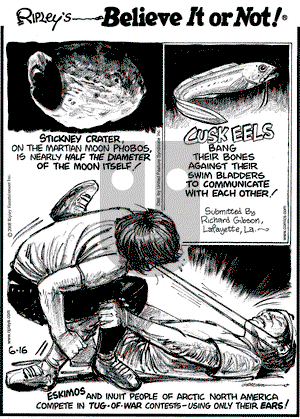 Ripley's Believe It or Not on Monday June 16, 2008 Comic Strip