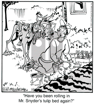 Marmaduke on Monday May 15, 2000 Comic Strip
