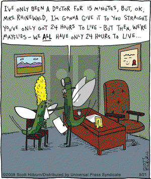 The Argyle Sweater on Thursday August 21, 2008 Comic Strip