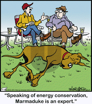 Marmaduke on Tuesday November 18, 2014 Comic Strip