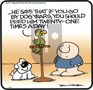 Ziggy on Monday November 28, 2011 Comic Strip