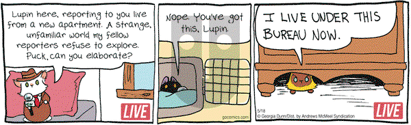 Breaking Cat News on Thursday May 18, 2017 Comic Strip