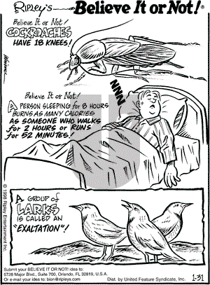 Ripley's Believe It or Not on Saturday January 31, 1998 Comic Strip