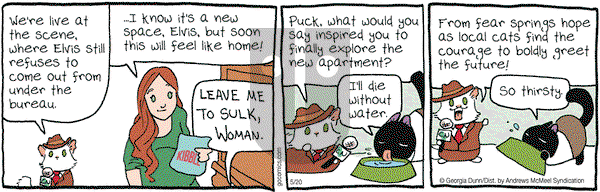 Breaking Cat News on Saturday May 20, 2017 Comic Strip