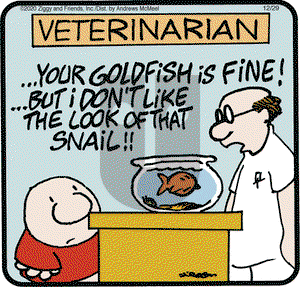 Ziggy on Tuesday December 29, 2020 Comic Strip