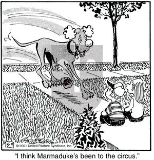 Marmaduke on Wednesday May 9, 2001 Comic Strip