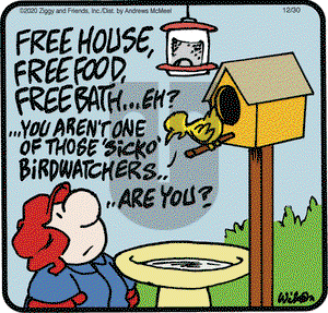 Ziggy on Wednesday December 30, 2020 Comic Strip