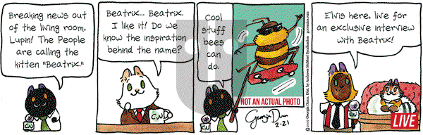 Breaking Cat News on Thursday February 21, 2019 Comic Strip