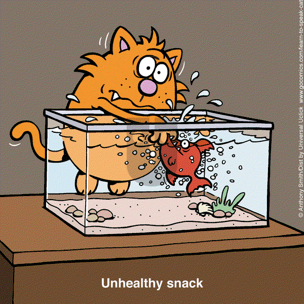 Learn to Speak Cat on Tuesday February 18, 2025 Comic Strip