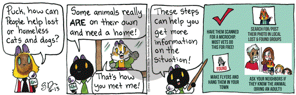 Breaking Cat News - Thursday June 13, 2024 Comic Strip