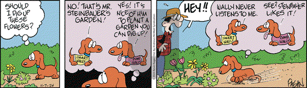 Drabble - Thursday November 7, 2024 Comic Strip