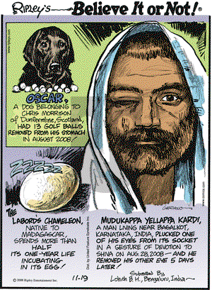 Ripley's Believe It or Not on Wednesday November 19, 2008 Comic Strip