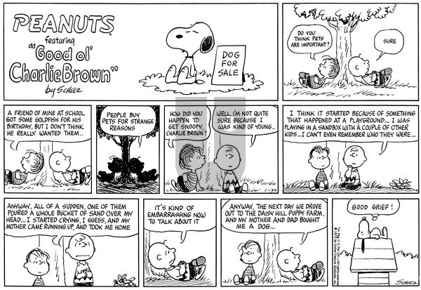 Peanuts on Sunday January 30, 1972 Comic Strip