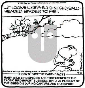 Ziggy on Monday April 15, 1991 Comic Strip