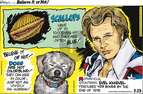 Ripley's Believe It or Not on Sunday May 29, 2016 Comic Strip
