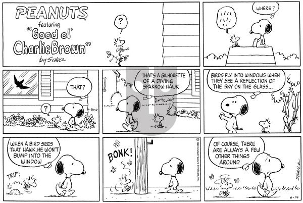 Peanuts on Sunday June 14, 1981 Comic Strip