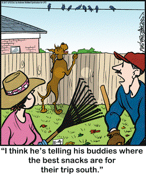 Marmaduke on Saturday November 4, 2017 Comic Strip