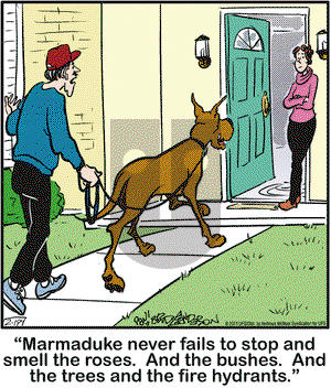 Marmaduke on Friday February 19, 2021 Comic Strip