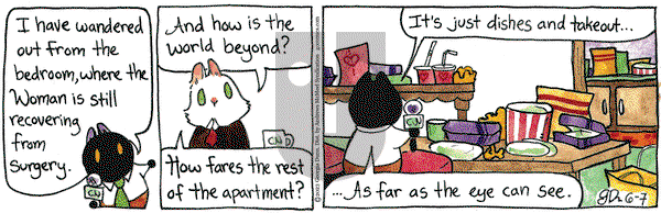 Breaking Cat News - Wednesday June 7, 2023 Comic Strip