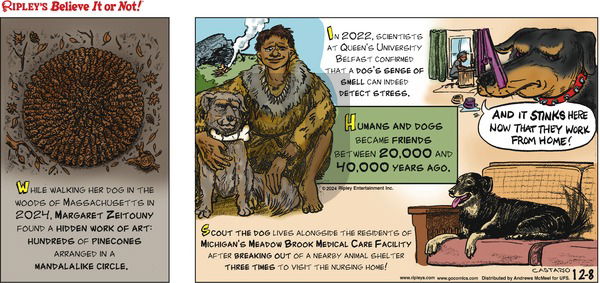 Ripley's Believe It or Not - Sunday December 8, 2024 Comic Strip