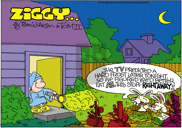 Ziggy - Sunday May 16, 2004 Comic Strip