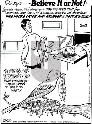 Ripley's Believe It or Not on Saturday October 30, 1999 Comic Strip