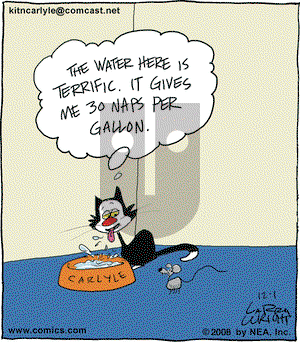 Kit 'N' Carlyle on Monday December 1, 2008 Comic Strip