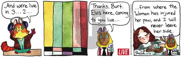 Breaking Cat News - Monday May 29, 2023 Comic Strip