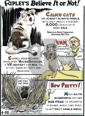 Ripley's Believe It or Not on Wednesday April 30, 2025 Comic Strip