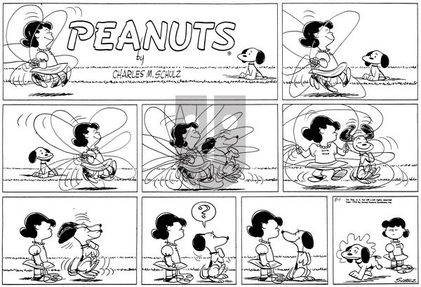 Peanuts on Sunday May 1, 1955 Comic Strip