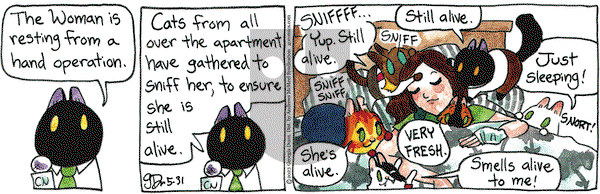 Breaking Cat News - Wednesday May 31, 2023 Comic Strip