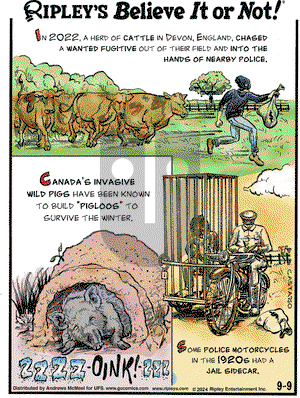 Ripley's Believe It or Not - Monday September 9, 2024 Comic Strip