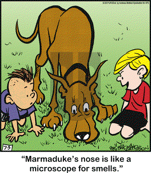 Marmaduke on Wednesday July 3, 2019 Comic Strip