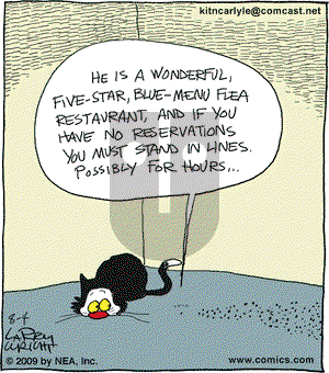 Kit 'N' Carlyle on Tuesday August 4, 2009 Comic Strip