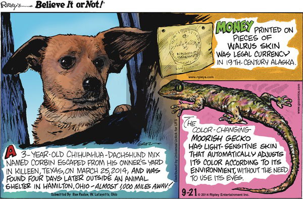 Ripley's Believe It or Not on Sunday September 21, 2014 Comic Strip
