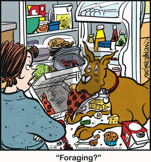 Marmaduke - Saturday January 4, 2020 Comic Strip