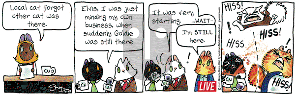 Breaking Cat News on Monday July 27, 2020 Comic Strip