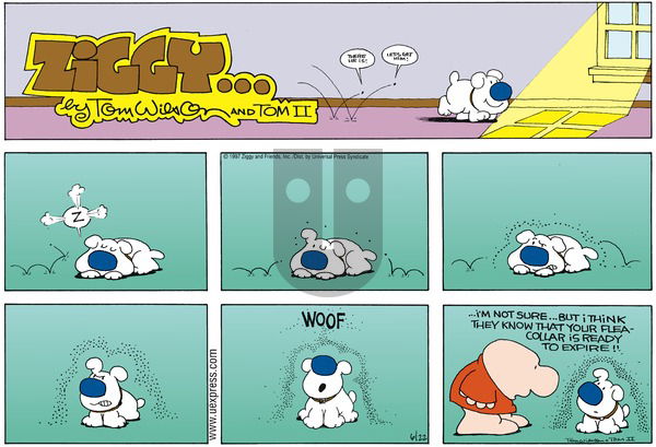 Ziggy on Sunday June 22, 1997 Comic Strip