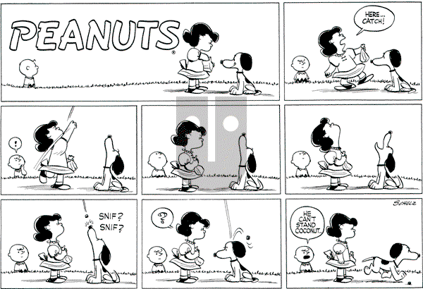 Peanuts - Sunday September 11, 1955 Comic Strip