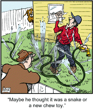 Marmaduke on Wednesday December 12, 2012 Comic Strip