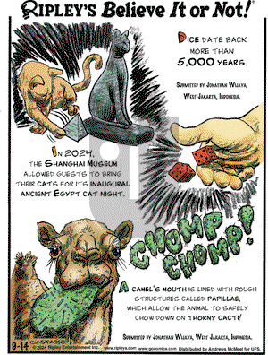 Ripley's Believe It or Not - Saturday September 14, 2024 Comic Strip