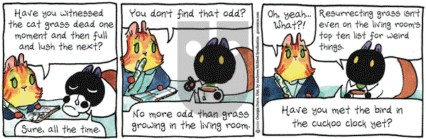 Breaking Cat News on Wednesday February 19, 2020 Comic Strip
