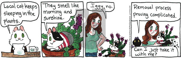 Breaking Cat News - Monday November 27, 2023 Comic Strip